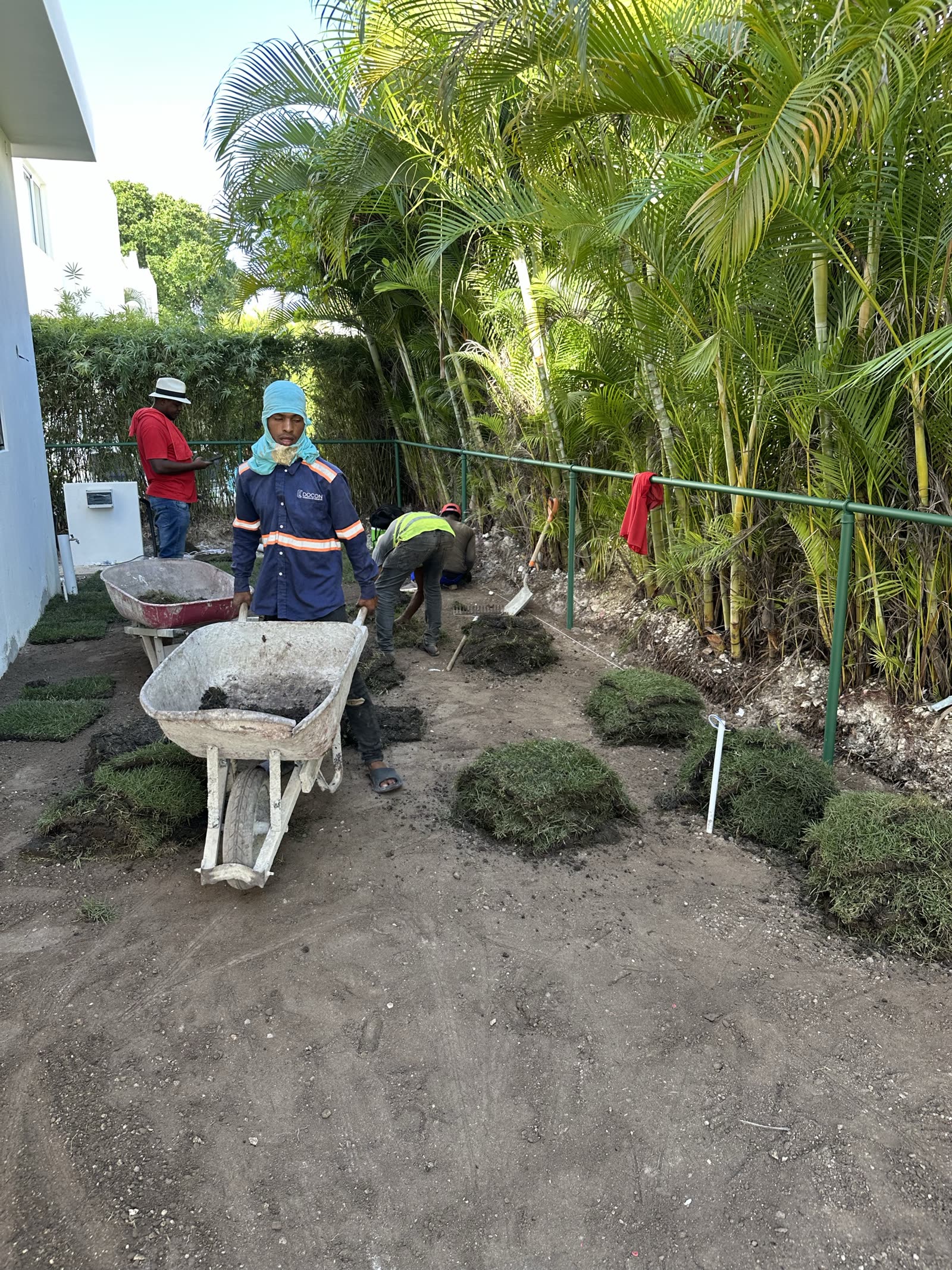 Jardiniers plantant le gazon devant une villa neuve à Punta Cana, brouette et palmiers